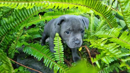Staffordshire Bull Terrier for sale by KALDOGUEKENNELS