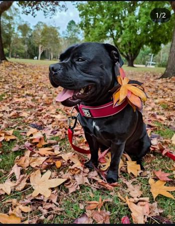 Staffordshire Bull Terrier for sale by KALDOGUE