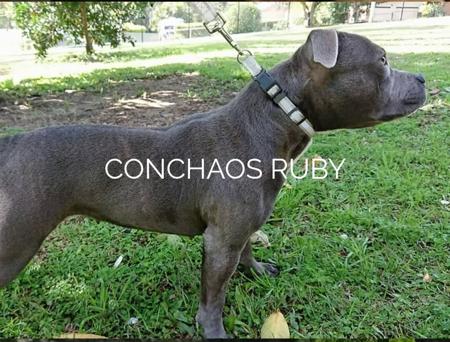 Staffordshire Bull Terrier for sale by KALDOGUE