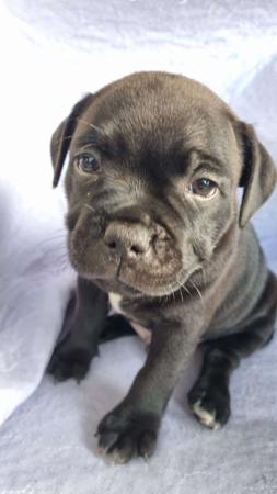 Staffordshire Bull Terrier for sale by KALDOGUE