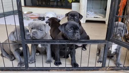 Staffordshire Bull Terrier for sale by KALDOGUE
