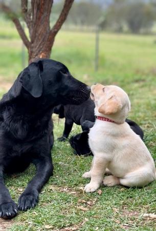 Labrador Retriever for sale by YELLARA