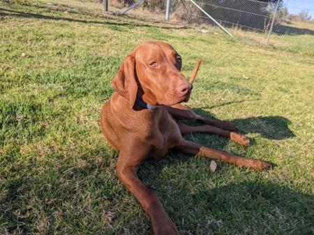 Hungarian Vizsla for sale by YELLARA