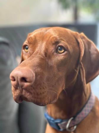Hungarian Vizsla for sale by YELLARA