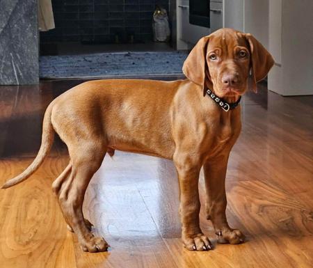 Hungarian Vizsla for sale by YELLARA