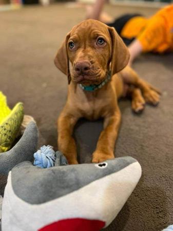 Hungarian Vizsla for sale by YELLARA