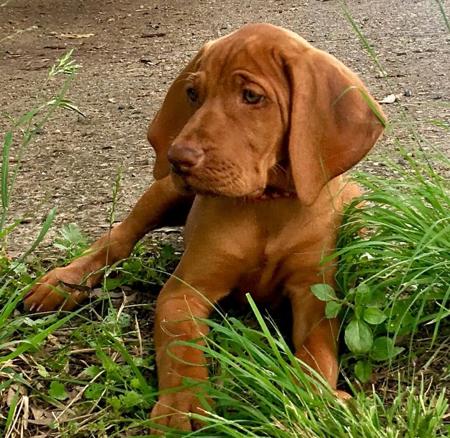 Hungarian Vizsla Puppies for Sale