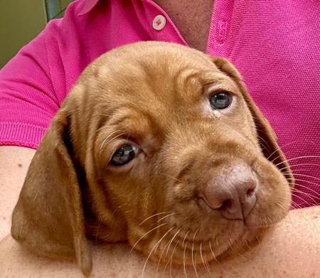 Hungarian Vizsla puppy for sale by JULIANDUKATS