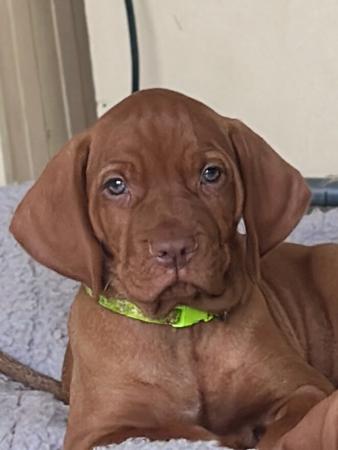 Hungarian Vizsla puppy for sale by JULIANDUKATS