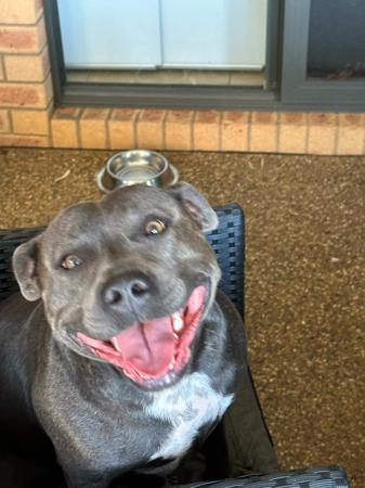 Staffordshire Bull Terrier for sale by SEBSTAFFS