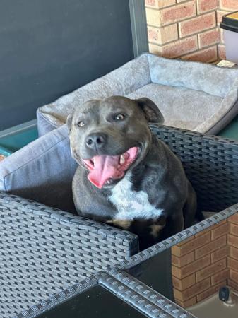 Staffordshire Bull Terrier for sale by SEBSTAFFS