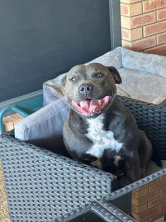 Staffordshire Bull Terrier for sale by SEBSTAFFS