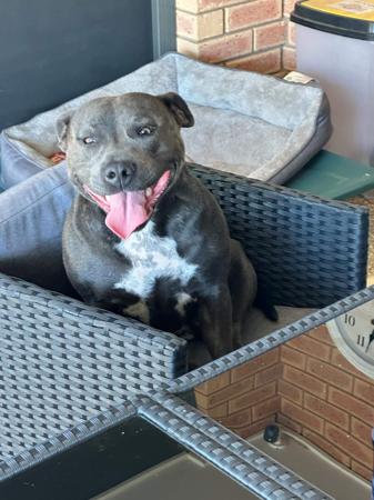 Staffordshire Bull Terrier for sale by SEBSTAFFS