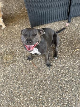 Staffordshire Bull Terrier for sale by SEBSTAFFS
