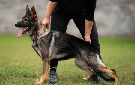 German Shepherd Dog for sale by ARAALIKENNELS