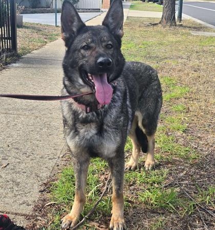 German Shepherd Dog for sale by ARAALI