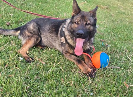 German Shepherd Dog for sale by ARAALI