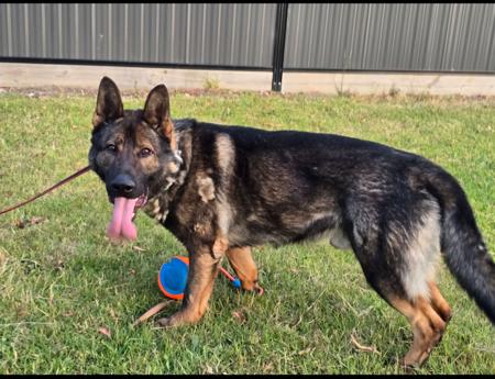 German Shepherd Dog for sale by ARAALI