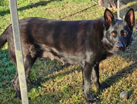 German Shepherd Dog for sale by ARAALI