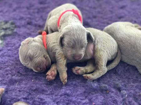 Weimaraner puppy for sale by NANQU
