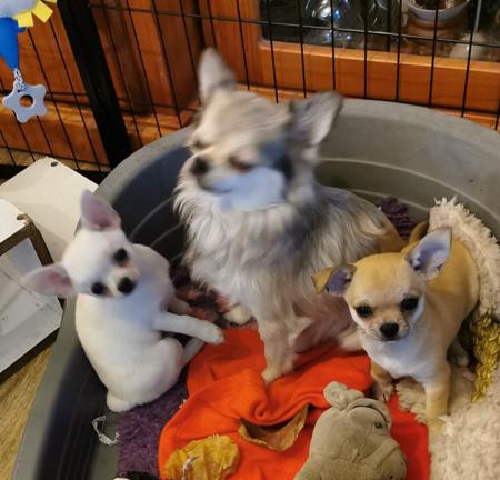 Chihuahua (Smooth Coat) puppy for sale by JARADISECHI