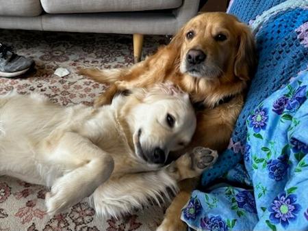 Golden Retriever for sale by MATYK