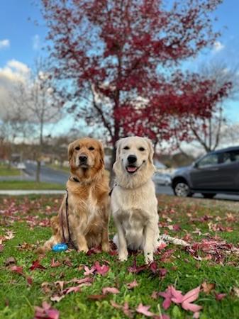 Golden Retriever for sale by MATYK