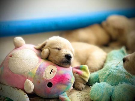 Golden Retriever for sale by MATYK