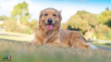 Golden Retriever for sale by TJGRAYLING