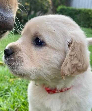Golden Retriever puppy for sale by RIGANTEAN