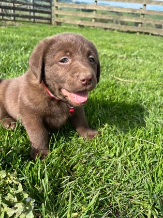 Labrador Retriever for sale by ATTAVIEW