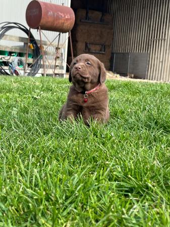 Labrador Retriever for sale by ATTAVIEW