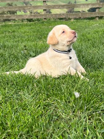 Labrador Retriever for sale by ATTAVIEW