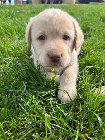 Labrador Retriever for sale by ATTAVIEW