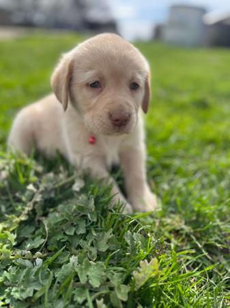 Labrador Retriever for sale by ATTAVIEW