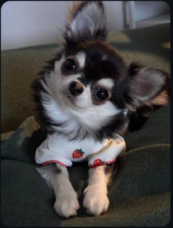 Chihuahua (Long Coat) for sale by ELEGANCHI