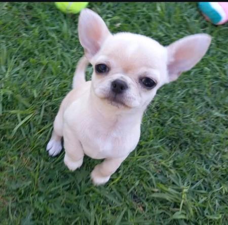Chihuahua (Smooth Coat) for sale by ELEGANCHI