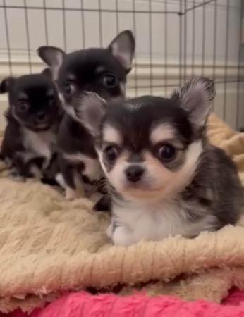 Chihuahua (Long Coat) for sale by ELEGANCHI