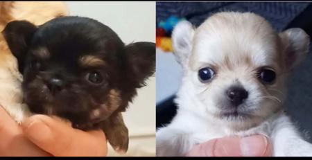 Chihuahua (Long Coat) for sale by ELEGANCHI