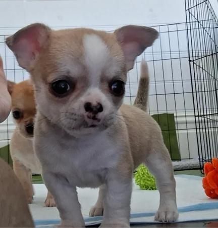 Chihuahua (Smooth Coat) for sale by ELEGANCHI