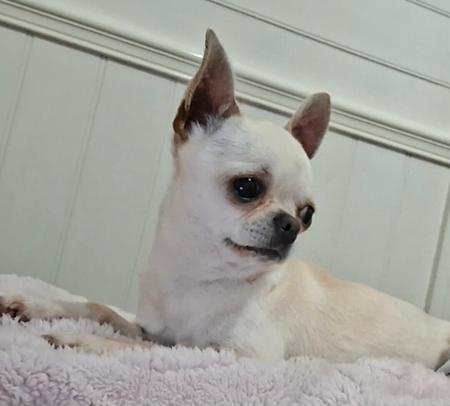 Chihuahua (Smooth Coat) for sale by ELEGANCHI