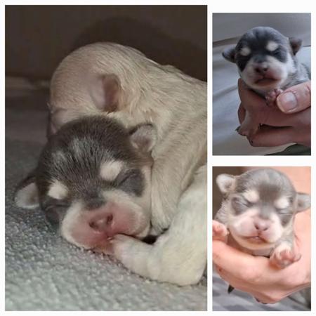 Chihuahua (Smooth Coat) for sale by ELEGANCHI1910