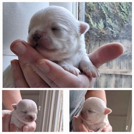 Chihuahua (Long Coat) for sale by ELEGANCHI