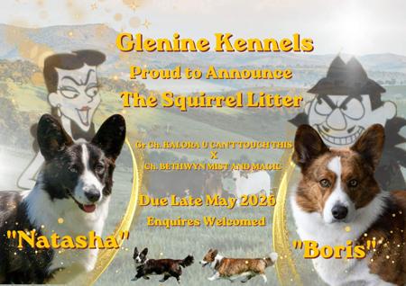Welsh Corgi (Cardigan) for sale by GLENINE
