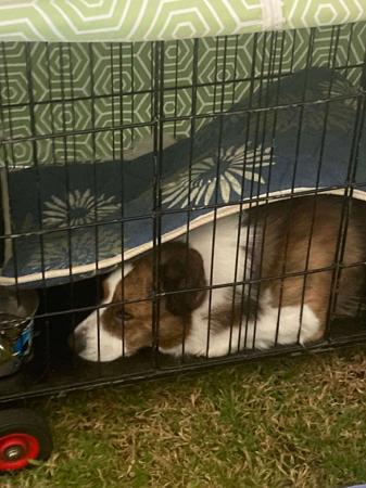 Welsh Corgi (Cardigan) for sale by GLENINE