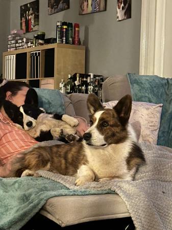 Welsh Corgi (Cardigan) for sale by GLENINE