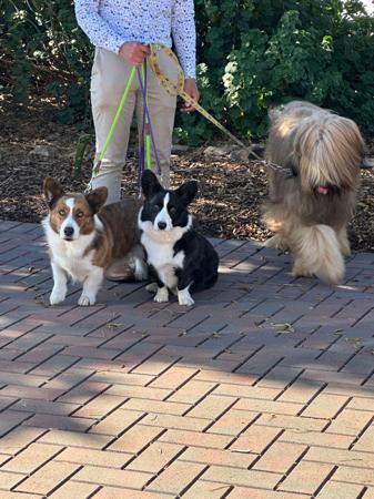 Welsh Corgi (Cardigan) for sale by GLENINE
