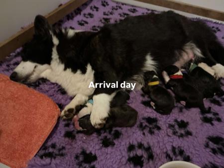 Welsh Corgi (Cardigan) for sale by GLENINE