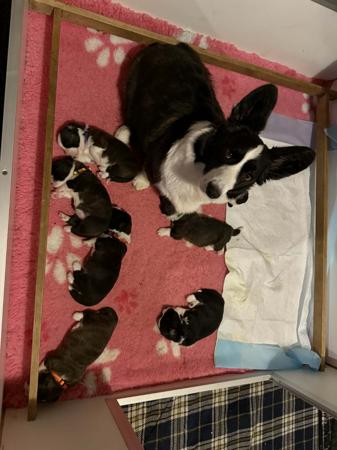 Welsh Corgi (Cardigan) puppy for sale by GLENINE