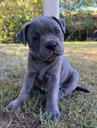 Staffordshire Bull Terrier for sale by ASTROBLUES